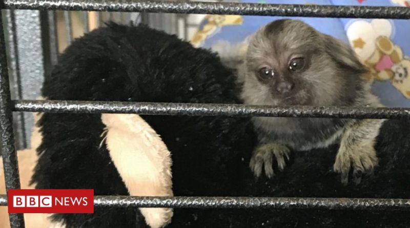 Baby monkey TikTok rescued from 'miserable life' in Grays