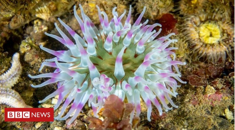 Scuba-diver photographs Scotland's colourful marine life
