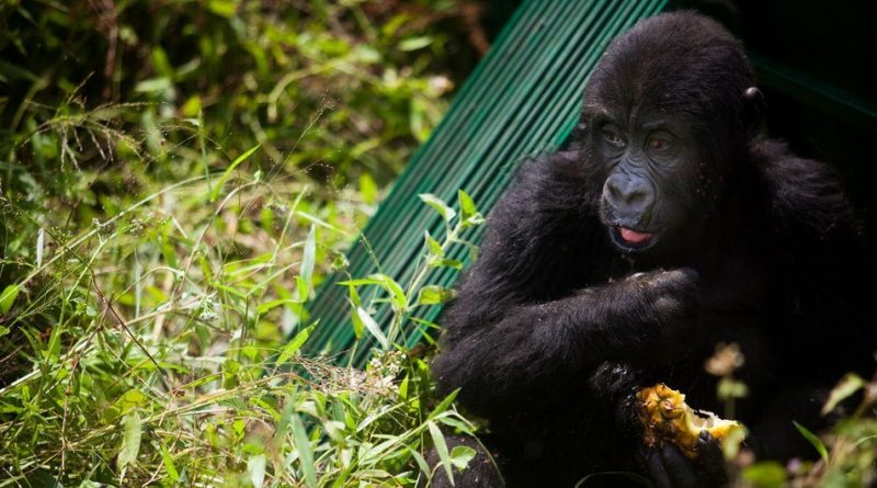 An orphaned gorilla released in its new habitat, in eastern Democratic Republic of Congo. Healthy gorilla populations are becoming increasingly isolated due to habitat loss and conflict across the region.