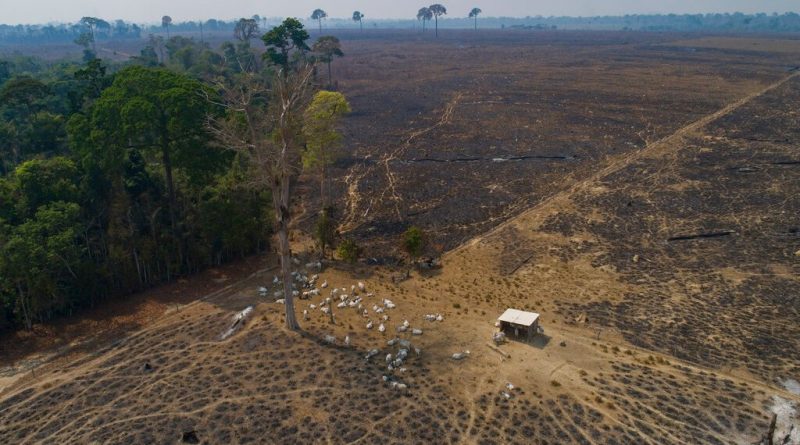 Deforestation In Brazilian Amazon Hits Tragic Record In 2022