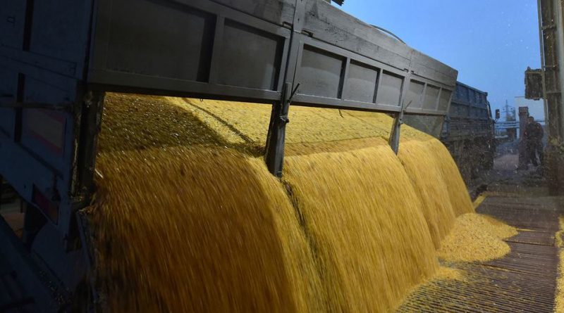 A truck unloads corn grains at a grain processing factory in Skvyra, Ukraine.