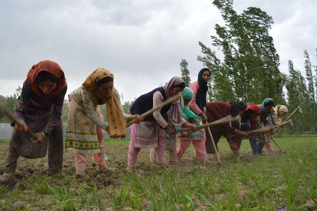 Soaring Temperatures in Devastates Kashmir Farmers