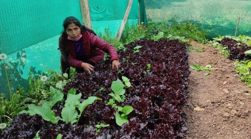 Agroecological Women Farmers Boost Food Security in Perus Highlands