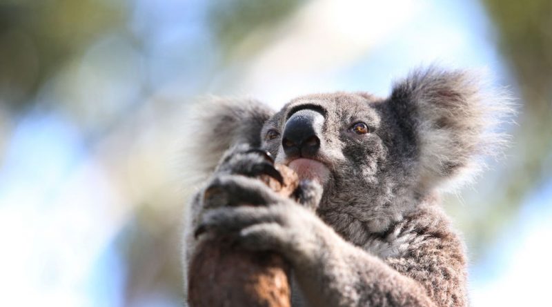 Australia Pledges No New Extinctions Over Next Decade