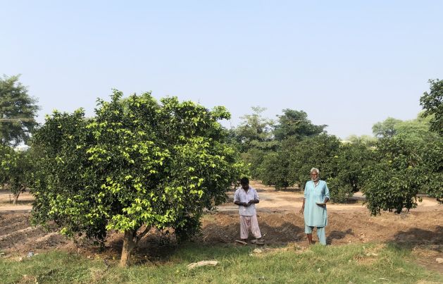 His Zest For Mandarins Soured, Pakistani Producer Turns To Mushrooms