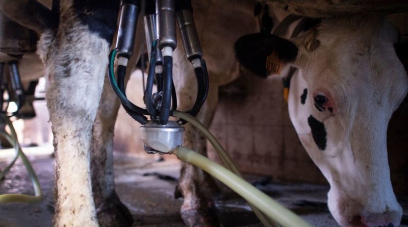 Extreme Heat Is Stressing Cows, Jeopardizing Global Dairy Supply