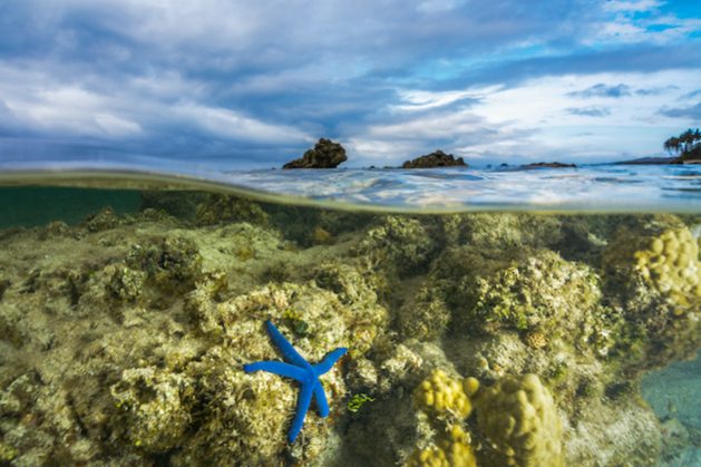 A blue sea star (Linckia laevigata) photographed on a largely dead coral reef on the Coral Coast on Fiji's largest island Viti Levu. IPBES estimates that nearly one-third of reefs are threatened with extinction. Credit: Tom Vierus / Climate Visuals